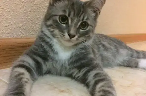 Кошки потеряшки, Санкт-Петербург, фото: Потеряшка кошка возле станции 