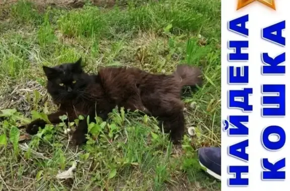 Найден домашний черный кот в Отрадном, Москва