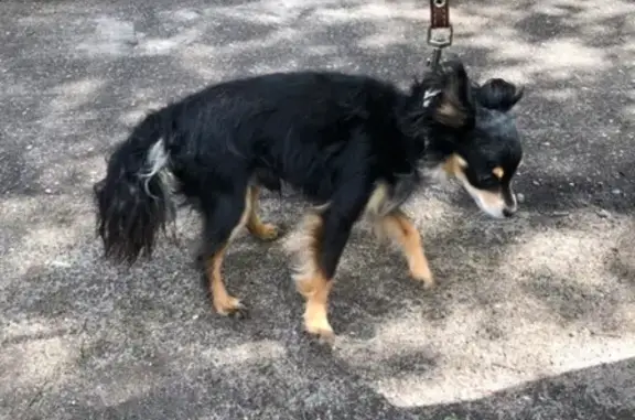 Породистая собака найдена в Сенном переулке