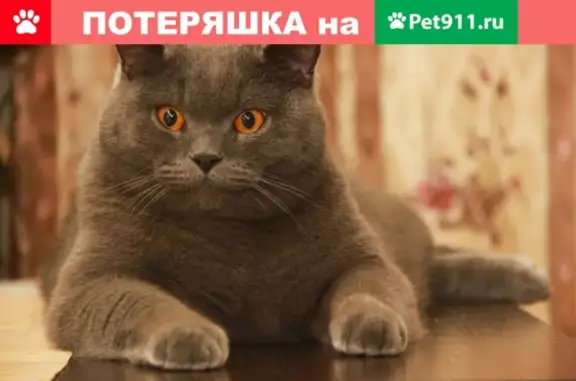 Пропал кот на Феодосийской, 11.