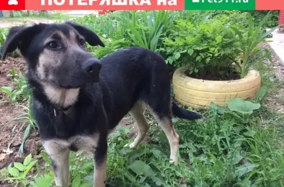 Найдена собака Метис в деревне Хоругвино, Московская область