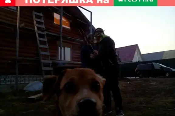 Пропала собака в деревне Ново-Ямская.