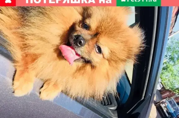 Пропала собака Оскар в снт Шинник, Нижнекамск