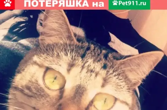 Кошки потеряшки, Федоровский, фото: Потеряшка кошка на ул. Савуйская 10 в пос. Федоровский (ХМАО)