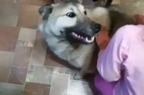 Найдена собака в Долиновке, Камчатский край