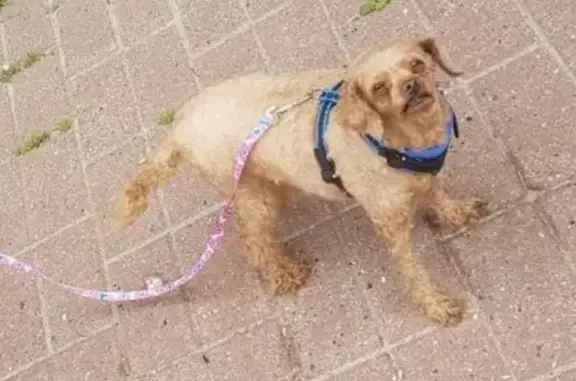 Пропала собака Той-пудель в Московской области