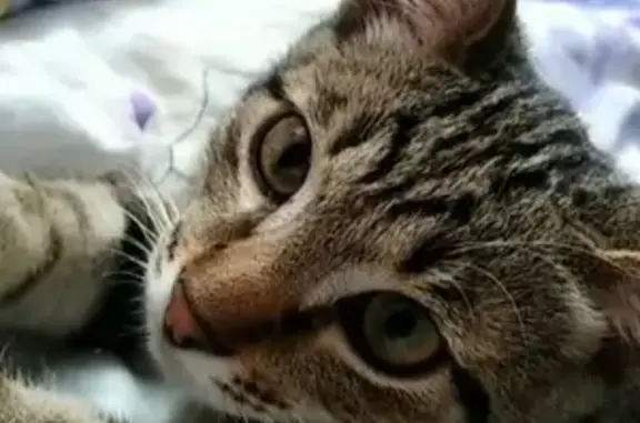 Кошки потеряшки, посёлок городского типа Водный, фото: Потеряшка кошка на улице Гагарина 32, откликается на 