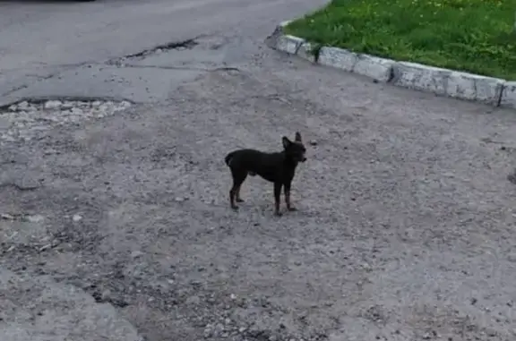 Собака без ошейника бегает во дворе Азино.