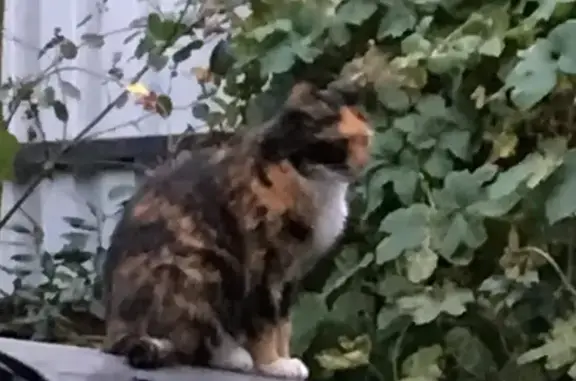 Кошки потеряшки, Москва, фото: Потеряшка кошка Бася на улице Кулакова, Москва