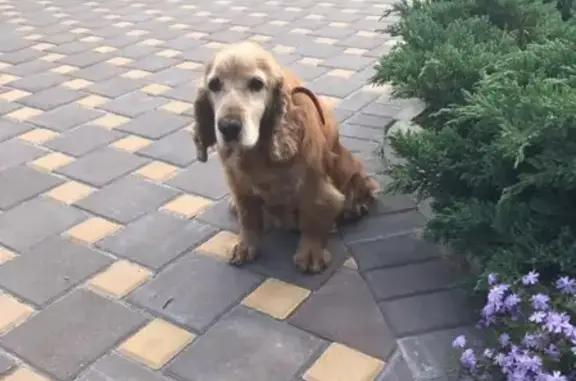 Найдена собачка без ошейника в Курске