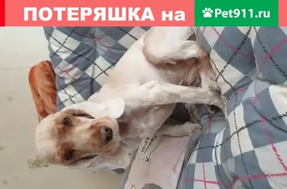 Собаки потеряшки, Гагарский, фото: Потеряшка собака в Гагарском поселке, вознаграждение 10000 рублей.