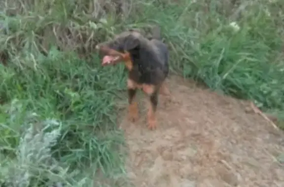 Пропала собака породы Ягд терьер в Аткарске, вознаграждение за находку!