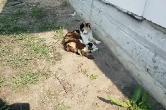 Пропала кошка в Старом Осколе с особой приметой