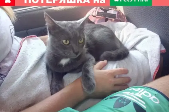 Потерянные животные посёлок городского типа Никита, фото: Пропал кот Семён, Никита, ул. Красных роз, 8.