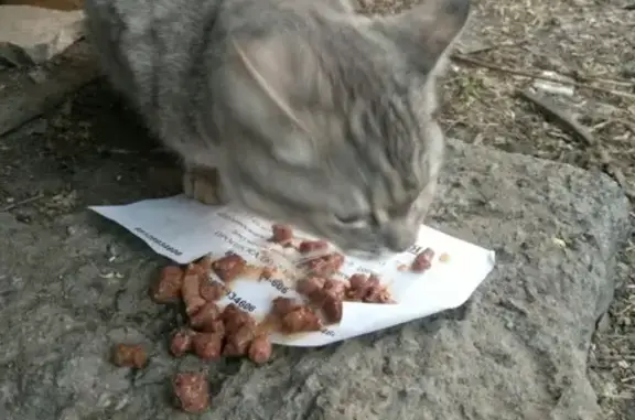 Потерянная британская кошка в Челябинске, ЧМЗ