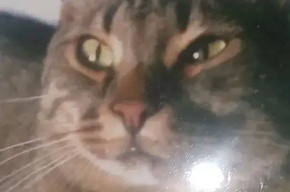 Кошки потеряшки, Киров, фото: Потеряшка кот Тимофей в районе 10 школы, ул. Роза Люксембург