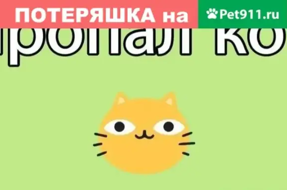 Пропал кот в районе Абаканской улицы, 9 мес. Нужна помощь!