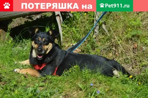 Пропала собака Мила в Белоусово, нужна помощь