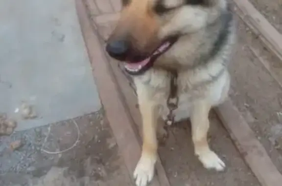 Найден молодой пес в В.Пышме, Свердловская область