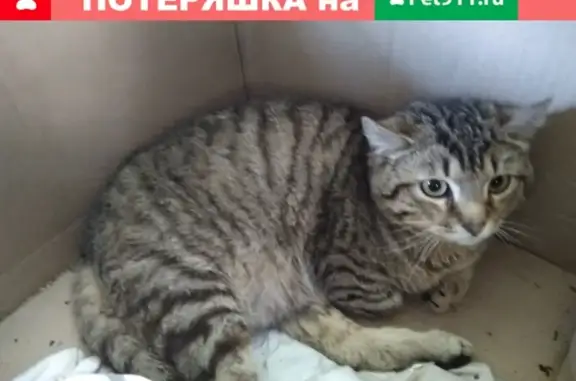 Найдена кошка в районе Ботанического сада, Калининград