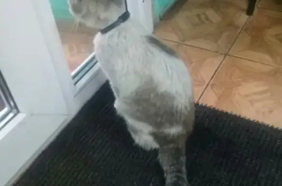 Найден кот в ошейнике в Коврове
