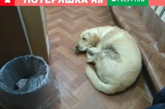 Найдена собака, Ленск, фото: Найден пёс лабрадор в Ленске, Победы 63г