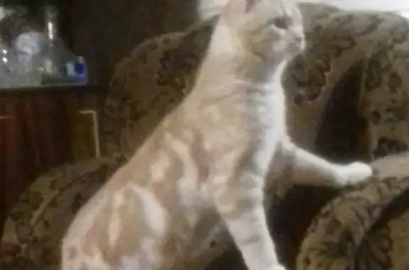 Кошки потеряшки, Пыра, фото: Потеряшка домашний кот на Пырских двориках в Дзержинске