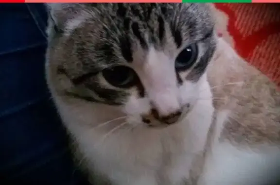 Кошки потеряшки, Пушное, фото: Потеряшкаи кошка и кот в селе Пушное, Боградский район, Хакасия