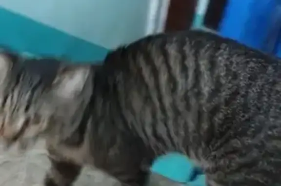 Найдена кошка на ул. Привокзальная 4Б в Сургуте