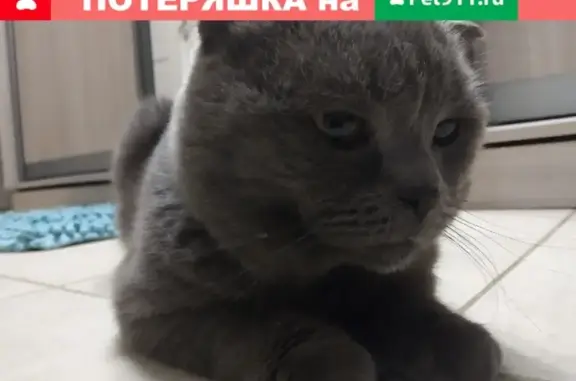 Найден кот в Таганроге
