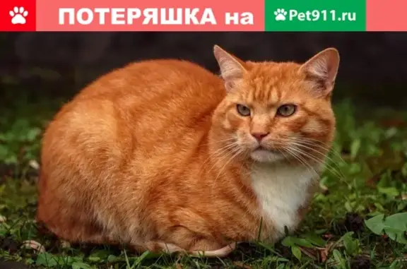 Найдена кошка на Курчатова Можайского в Красноярске