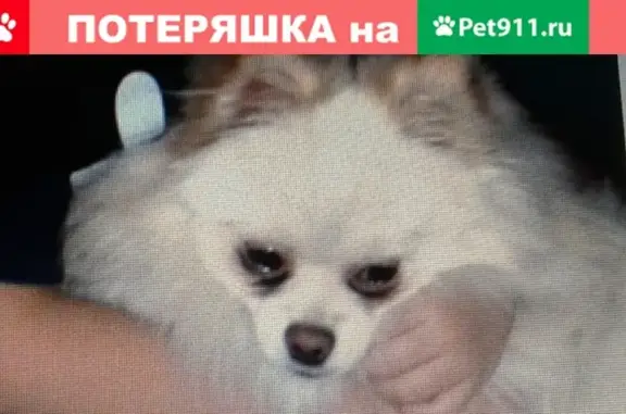 Пропала собака в Калининском районе, ищем 