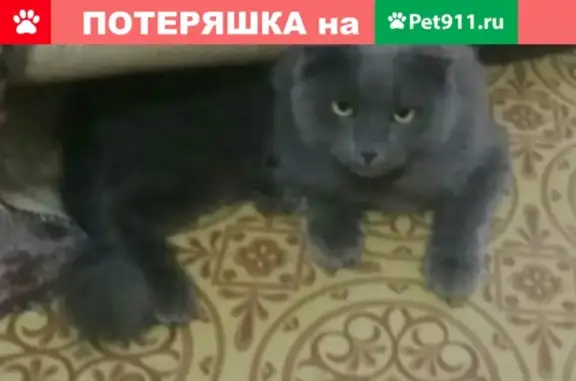 Пропала кошка по улице Кирова 42, помогите найти!