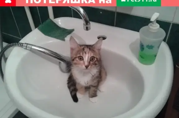 Пропала трёхцветная кошка в Бугуруслане