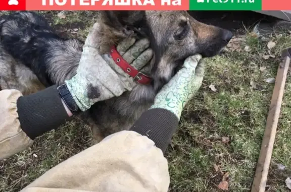 Собака найдена в Овинном, адрес VK: https://vk.com/id104321865
