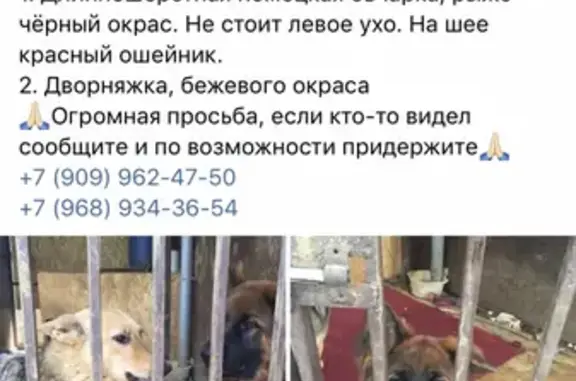Пропала собака в деревне Григорово (Московская обл.)