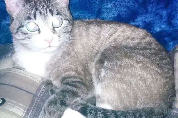 Пропала кошка на ул. Кижеватова, 29 - Белочка