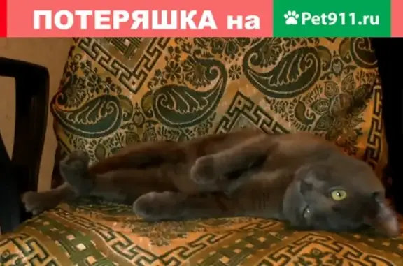 Пропала кошка на пер. Серафимович в Новосибирске