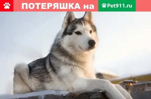 Пропала собака Хаски на улице Предельной, Екатеринбург