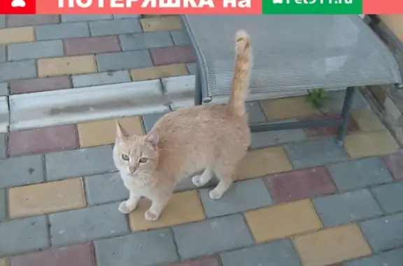 Найдена кошка в с. Маслово, Среднеахтубинский район