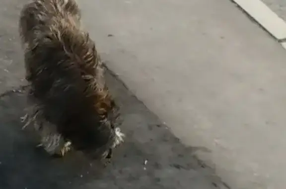 Найдена собака Метис на платформе Северянин
