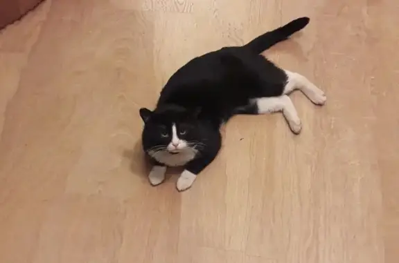 Потерянные животные Москва, фото: Пропал кот Обама на 2-м Троицком пер. в Москве