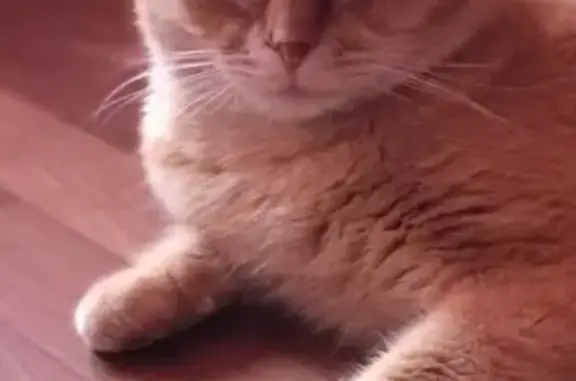 Кошки потеряшки, Москва, фото: Потеряшка кошка на Зарайской улице, 29