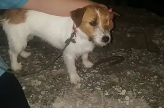 Пропала собака, найдена на Мефодиеке, ждет хозяина в Новороссийске (41 символ)