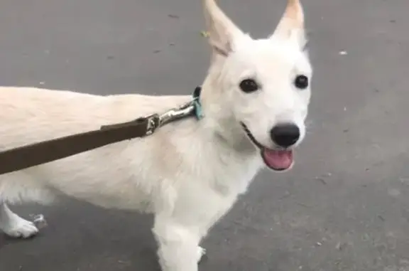 Найдена собака на ул. Брянской Пролетарской Дивизии
