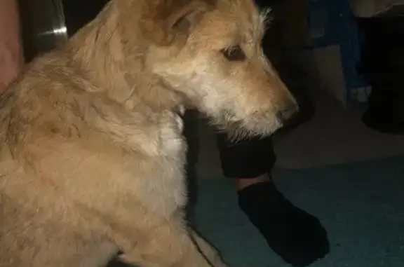 Найдена собака у дома на Краснопольском, нужны новые хозяева