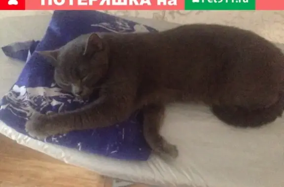 Пропала кошка Ася на ул. Семилукская, вознаграждение.