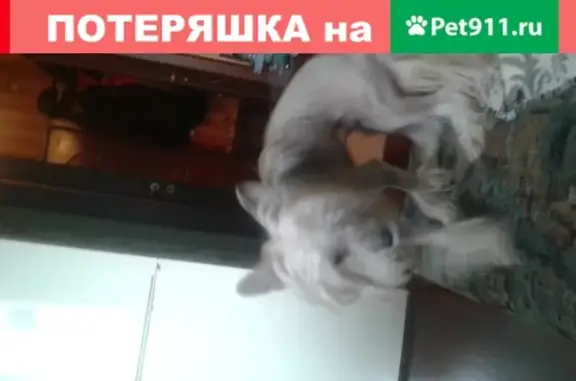 Найдена собака Стрижка в Москве с клеймом и ошейником.