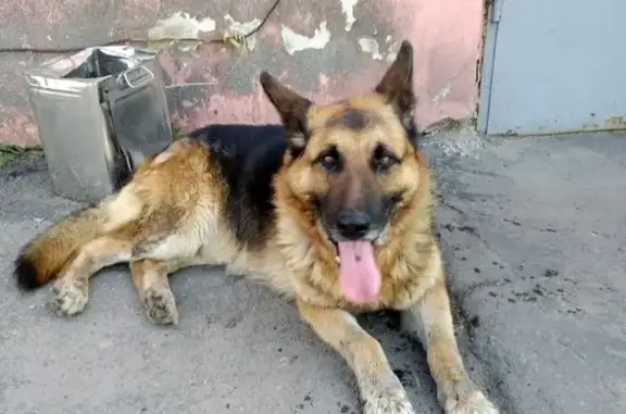 Найдена собака на ул. Интернациональная 79 в Курске!