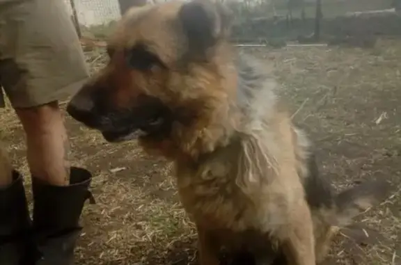 Найдена собака в Коченево, немецкая овчарка, контактная и игривая.
